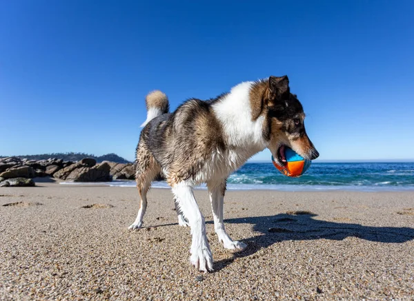 Cão Praia — Fotografia de Stock