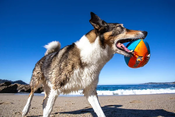 Köpek bir Alman çoban köpeği, bir evcil hayvan.