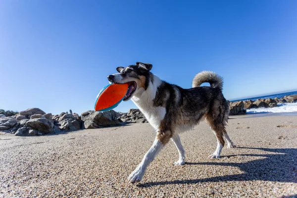 Köpek sahilde topla oynuyor.