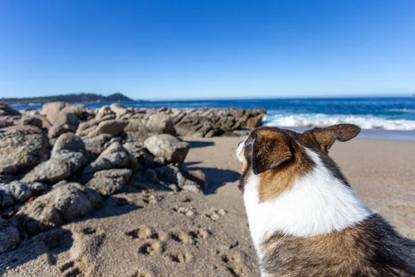 Köpek Deniz Kıyısında Yürüyor — Stok fotoğraf