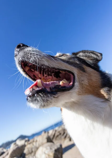 かわいい犬の肖像画 — ストック写真