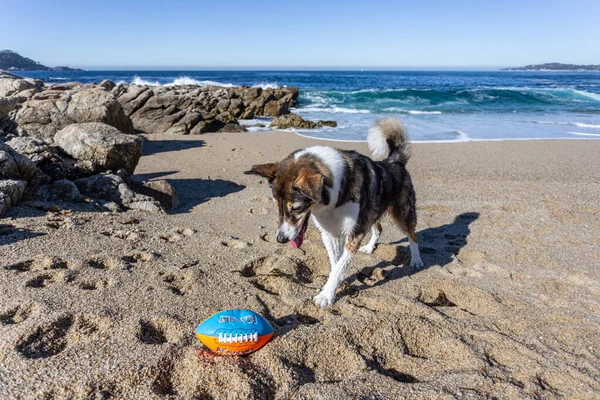 Köpek sahilde topla oynuyor.