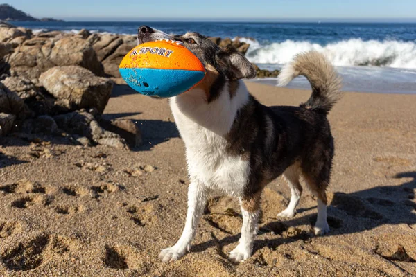 Bir köpek kumsalda topla oynuyor.