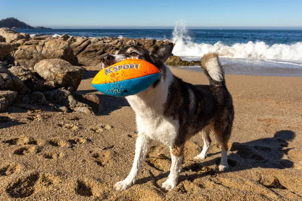 Köpek sahilde topla oynuyor.