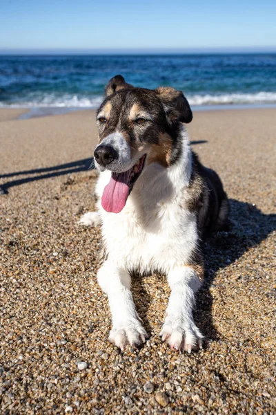 Cane Sulla Spiaggia — Foto Stock