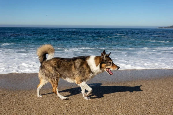 Cão Praia — Fotografia de Stock