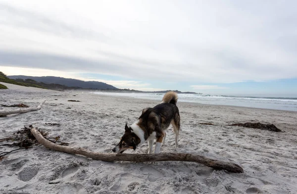 Kumsaldaki Köpek — Stok fotoğraf