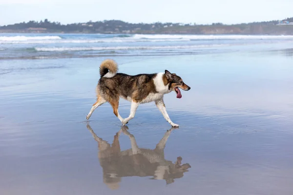 Köpek Sahilde Koşuyor — Stok fotoğraf