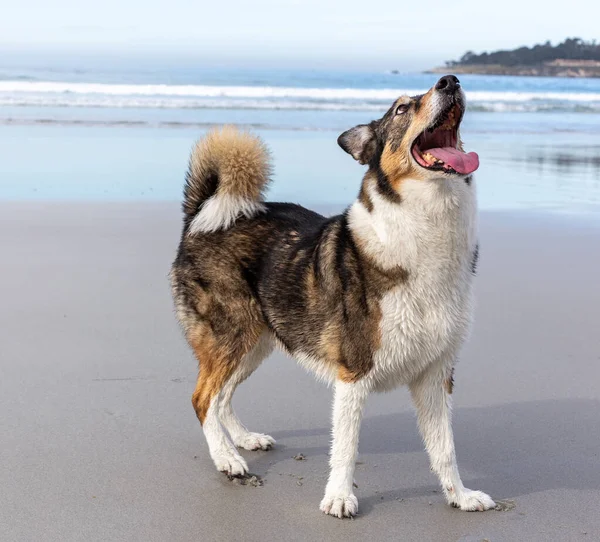 Cane Sulla Spiaggia — Foto Stock