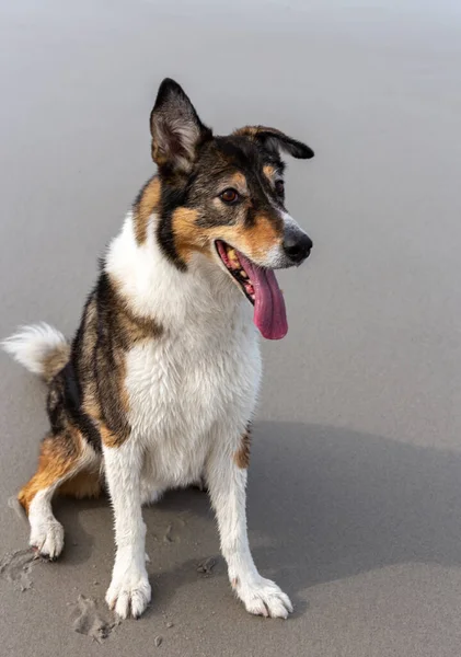 Raza Perro Retrato Mascota —  Fotos de Stock