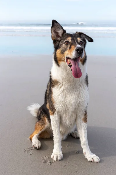 Cane Sulla Spiaggia — Foto Stock