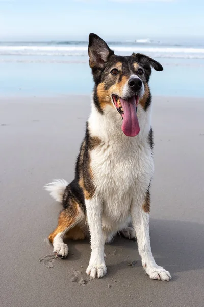 Hund Strand — Stockfoto