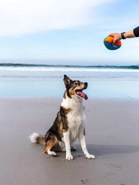 Köpek Sahilde Topla Oynuyor — Stok fotoğraf