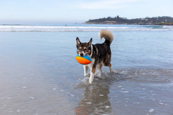 Cão Brincando Com Uma Bola Praia — Fotografia de Stock