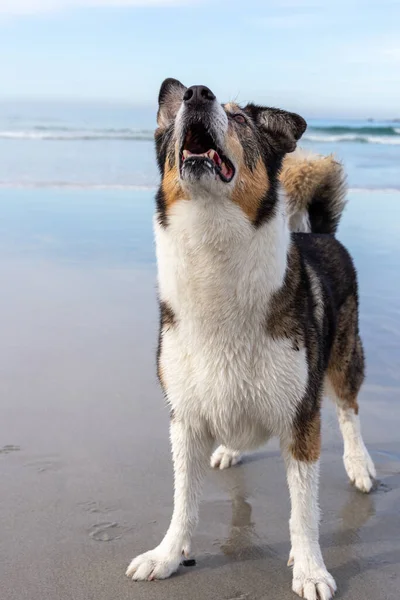 Kumsaldaki köpek.