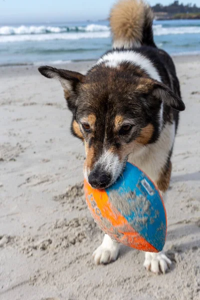 Kumsaldaki köpek.