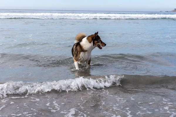 Köpek sahilde koşuyor.