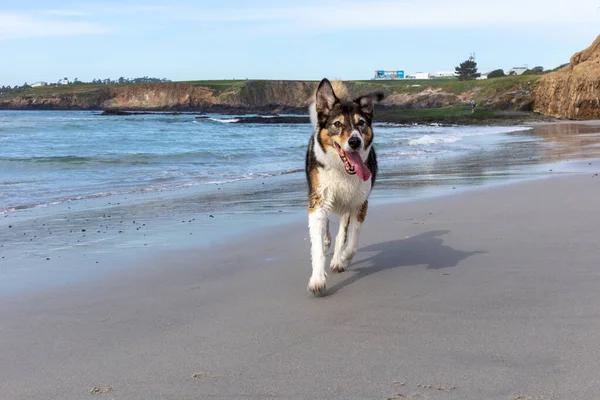 Kumsaldaki Köpek — Stok fotoğraf