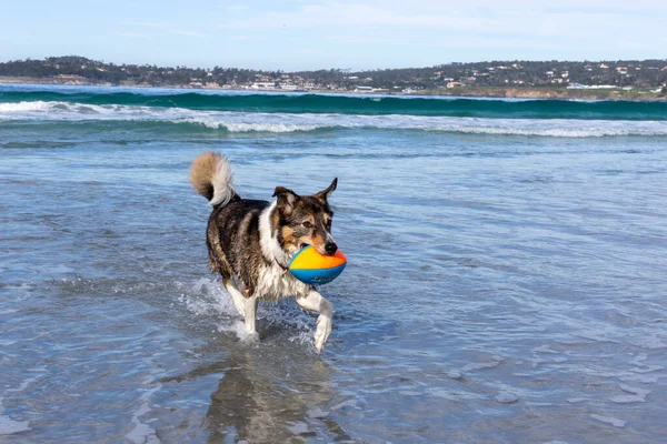 Perro Jugando Con Una Pelota Playa — Foto de Stock
