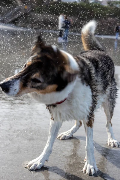 Parktaki köpek