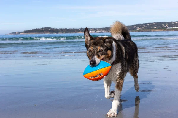 Cão Brincando Com Uma Bola Praia — Fotografia de Stock