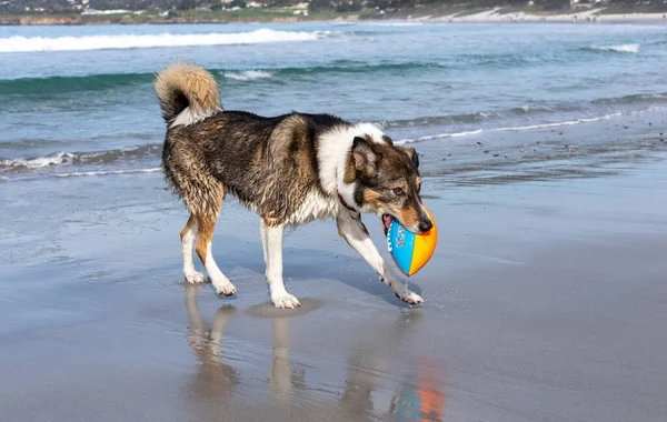 Cão Brincando Com Uma Bola Praia — Fotografia de Stock