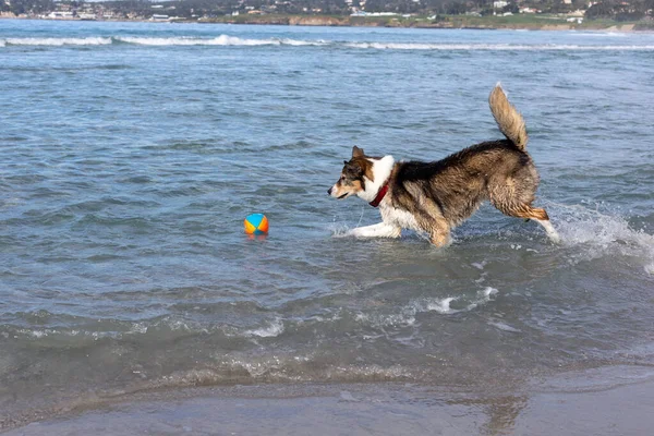 Cão Correndo Praia — Fotografia de Stock