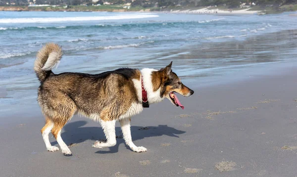 Cão Brincando Com Uma Bola Praia — Fotografia de Stock