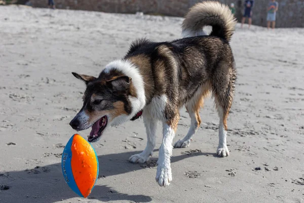 Köpek topla oynuyor.