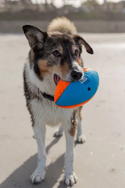 Pes Hraje Míčem Pláži — Stock fotografie