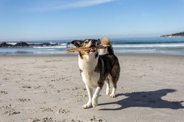 Kumsaldaki köpek.