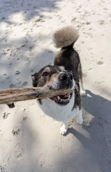 Hund Snön — Stockfoto