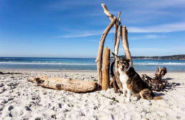 Σκύλος Στην Παραλία — Φωτογραφία Αρχείου