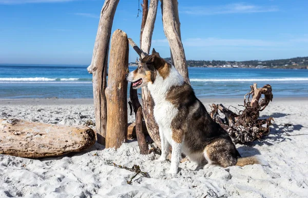 Ένα Χαριτωμένο Husky Collie Αναμίξτε Σκυλί Παίζει Στην Παραλία — Φωτογραφία Αρχείου