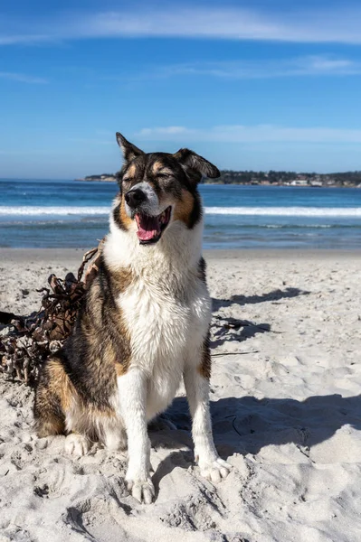 Ένα Χαριτωμένο Husky Collie Αναμίξτε Σκυλί Παίζει Στην Παραλία — Φωτογραφία Αρχείου