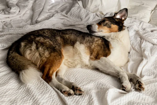 İri yarı bir çoban köpeği yatakta uyuyor.