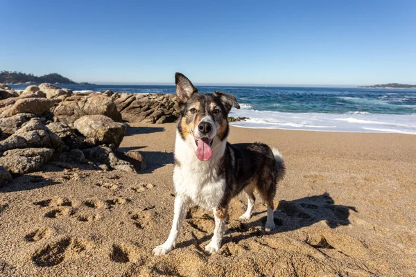 Σκύλος Στην Παραλία Royalty Free Φωτογραφίες Αρχείου