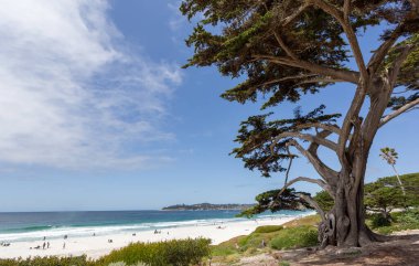 Palmiye ağaçları ve mavi gökyüzü olan güzel sahil