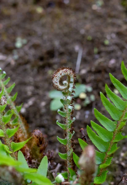 Perto Uma Planta Jardim — Fotografia de Stock