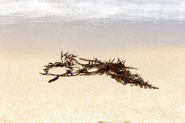 Мертвое Море Пляже — стоковое фото