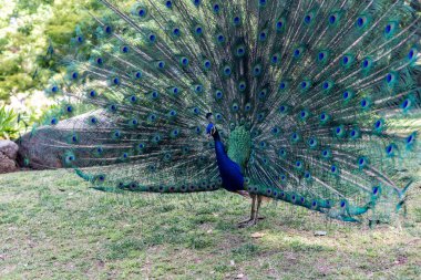 Parktaki tavus kuşu