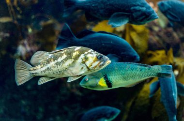 Akvaryumdaki balıklar