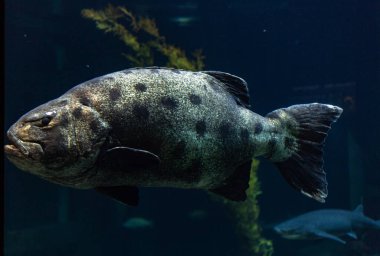 A big fish swimming underwater