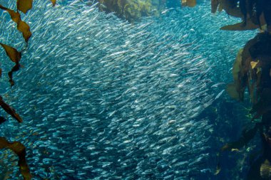 güzel deniz balığı sualtı arka planı