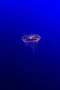 jellyfish underwater in the water.