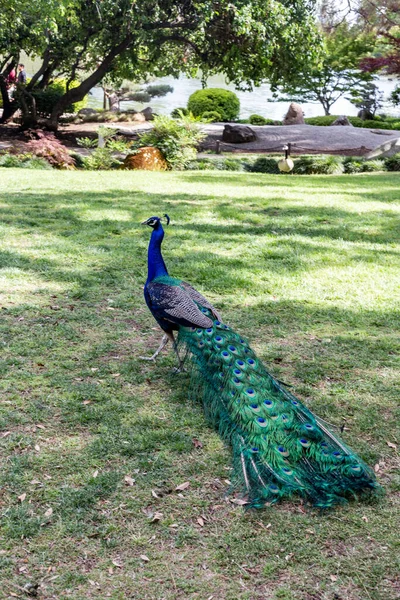 Pfau Park — Stockfoto