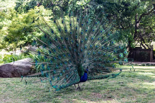 Peacock Park — Stock Photo, Image