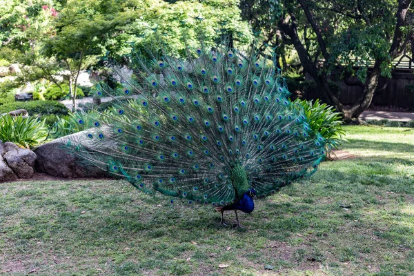 Paon Oiseau Dans Parc — Photo