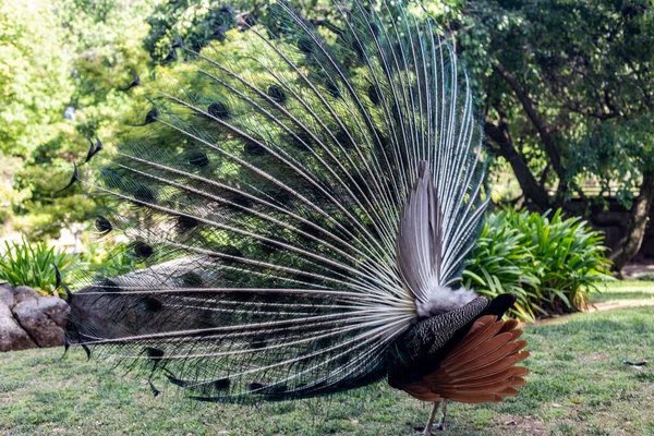 Птица Павлин Флора Фауна — стоковое фото