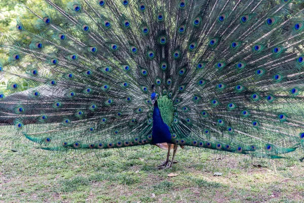 Beautiful Peacock Feathers — Stock Photo, Image